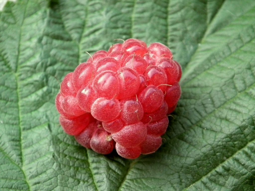 berries, raspberry, fruit-210778.jpg