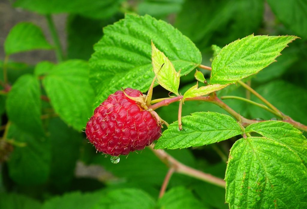 fruit, raspberry, garden fruit-3480404.jpg